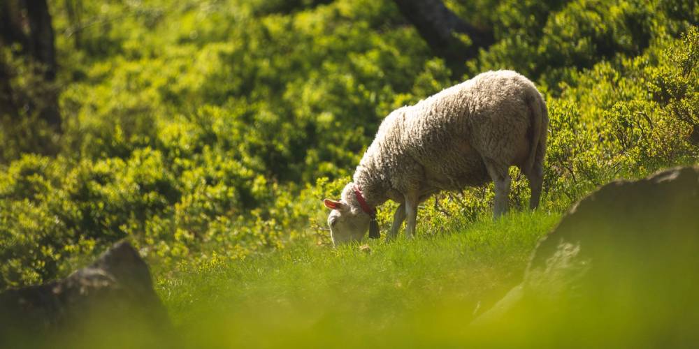 En lam som beiter på Jæren med grønt landskap og busker i bakgrunnen.