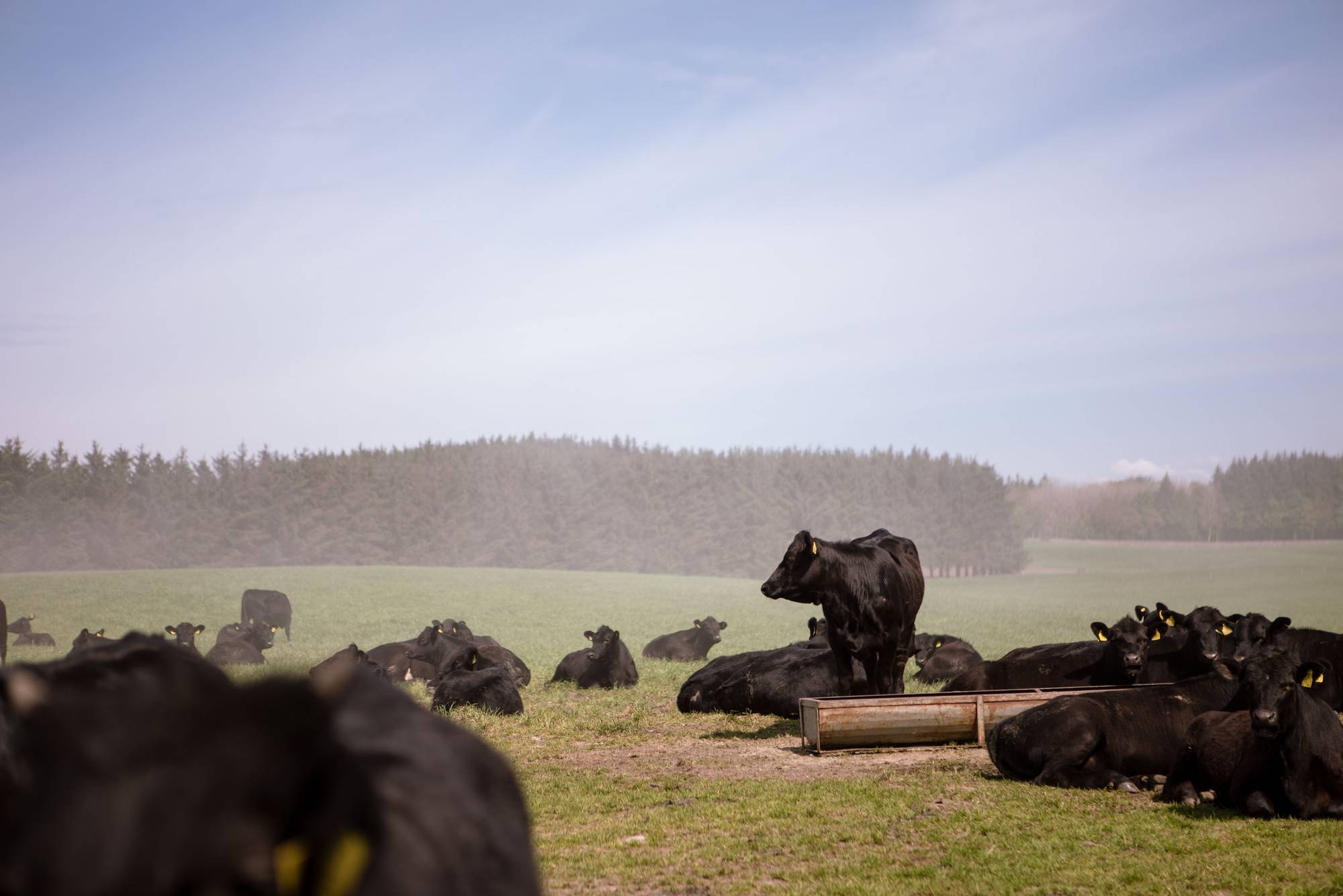 En gruppe av svarte Angus-kyr ligger og står på en åpen mark med trær i bakgrunnen under en overskyet himmel.