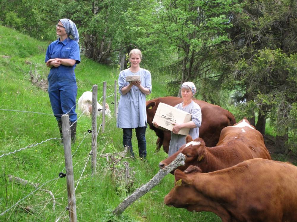 To kvinner og en mann står ved en innhegning med kyr i en grønn, skogkledd landskap.