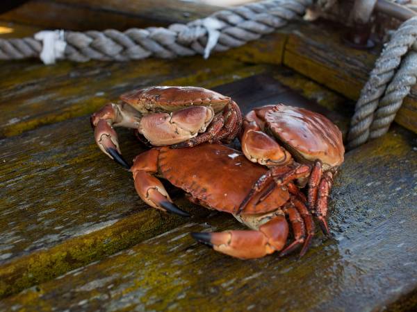 En brun krabbe ligger på en våt treflate ved en kai, med tau i bakgrunnen.