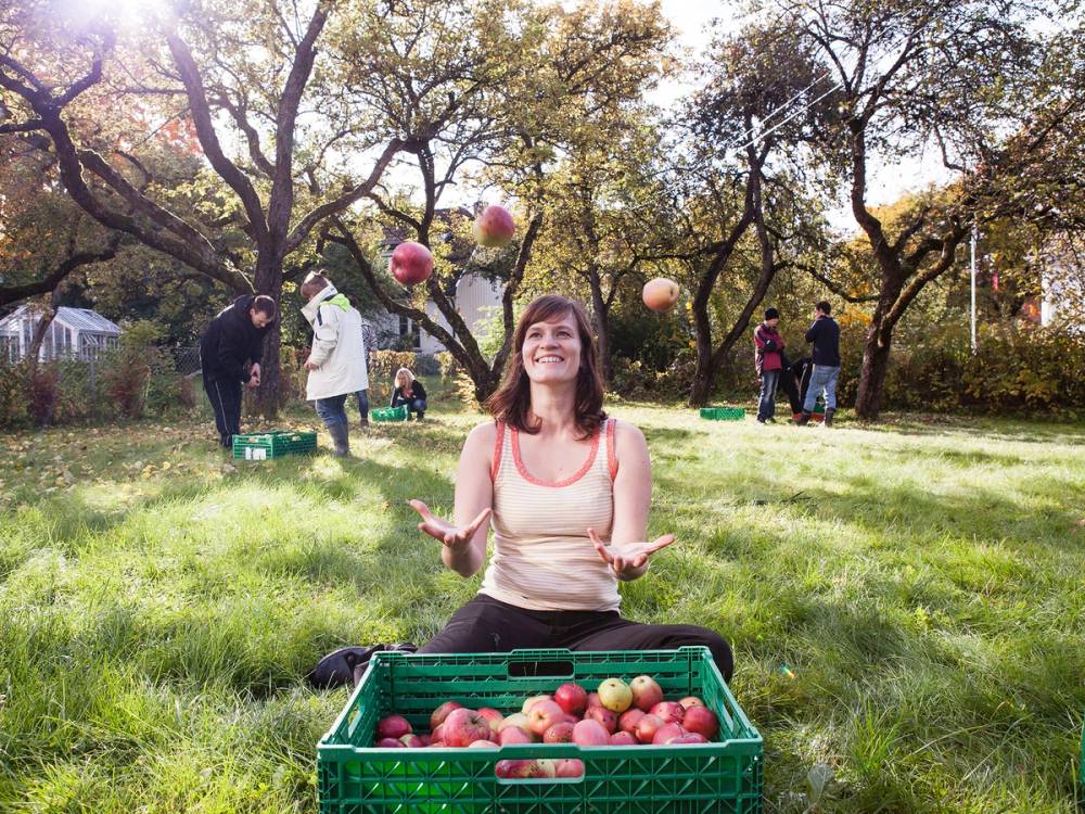 Person som sitter på gresset med en kasse fulle av epler, mens andre mennesker plukker epler fra trær i en frukthage om høsten.