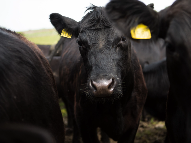 En svart Angus-storfe med gule øremerker står ute på en eng.