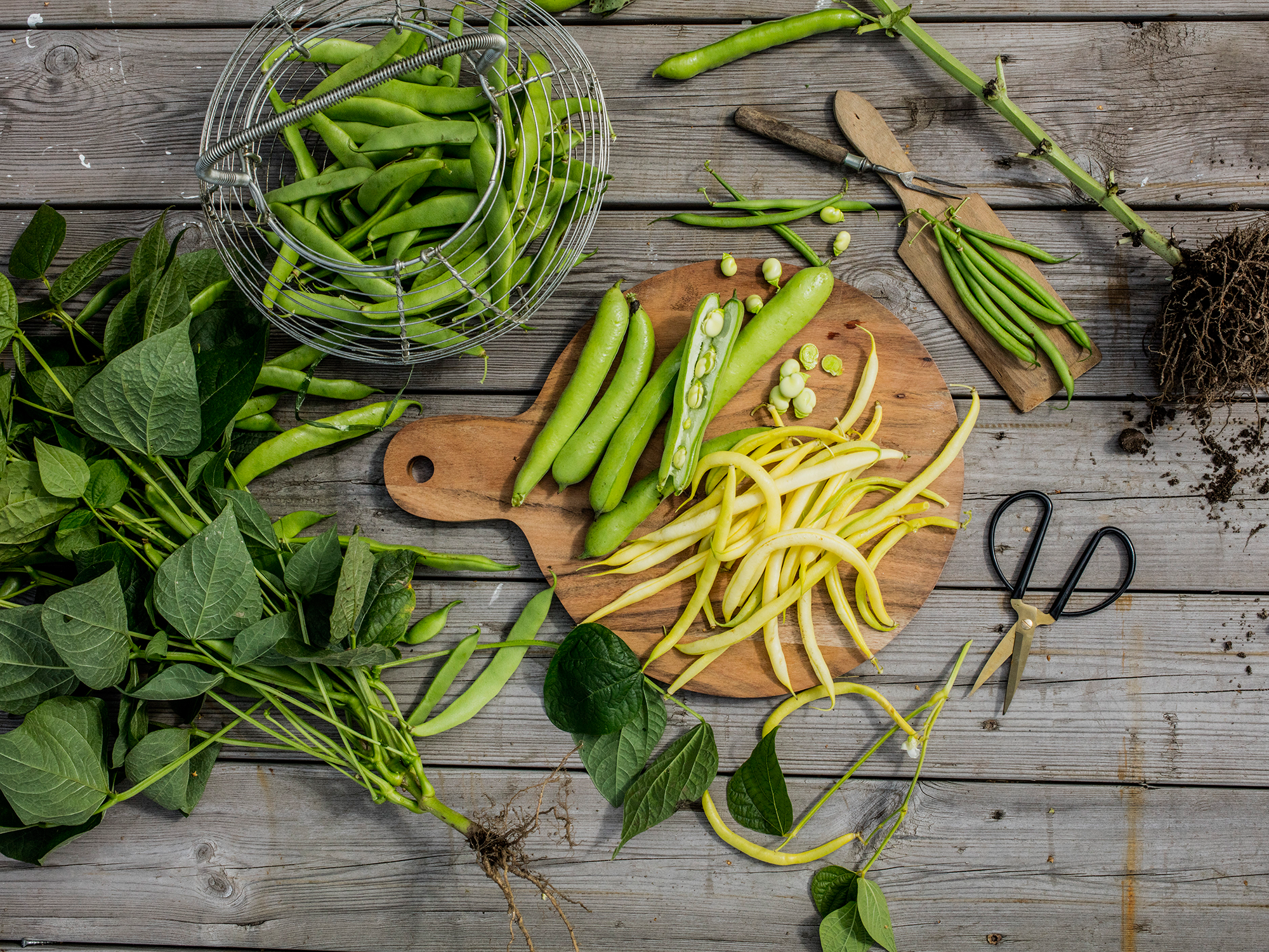 Ferske grønne bønner og bønnespirer på et trebrett med urter og kjøkkenutstyr rundt.