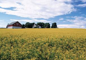 En åker med gule blomster og en rød låve i bakgrunnen under en blå himmel med noen skyer.