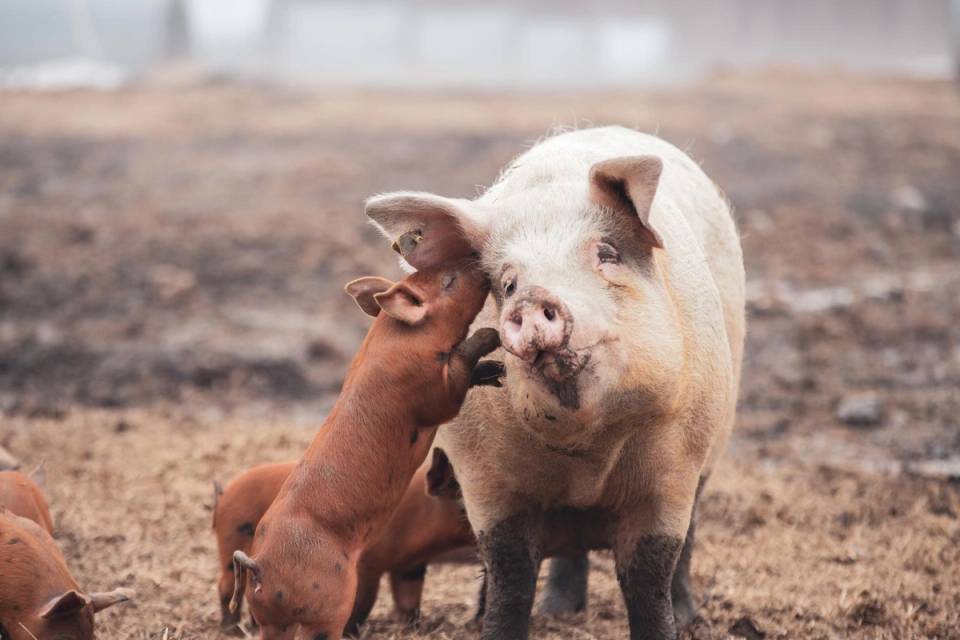 To griser, en liten brun og en større hvit, som står på jordet på Grøstad Gård.
