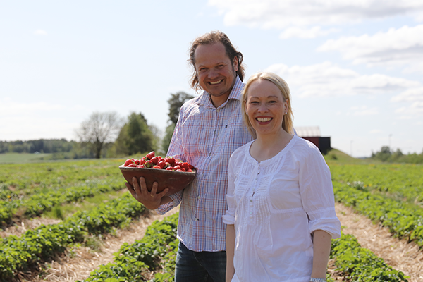 To personer står i et jordbærfelt i Vestfold, en av dem holder en kurv med jordbær.