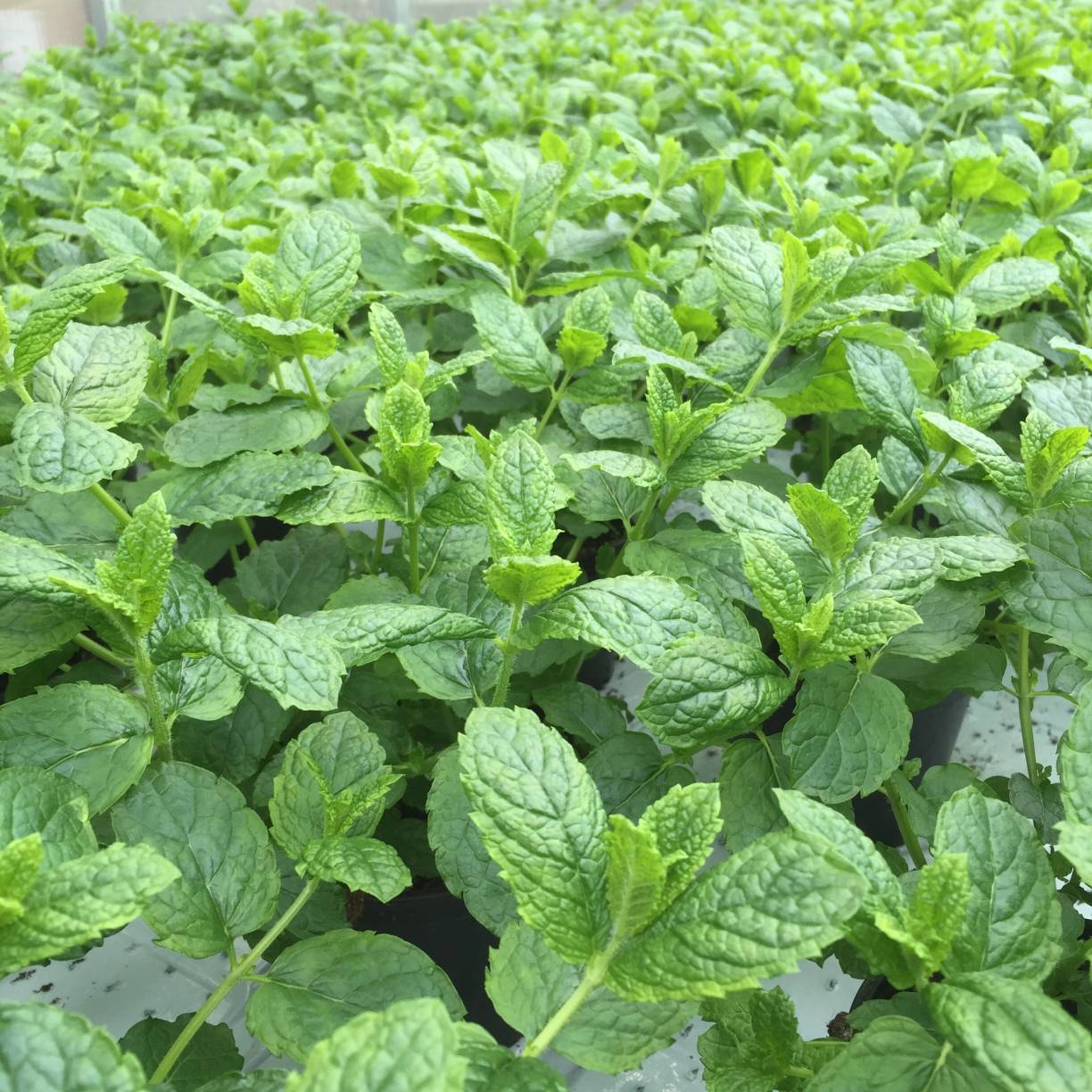 Nærbilde av grønne mynteplanter med friske blader i et gartneri.