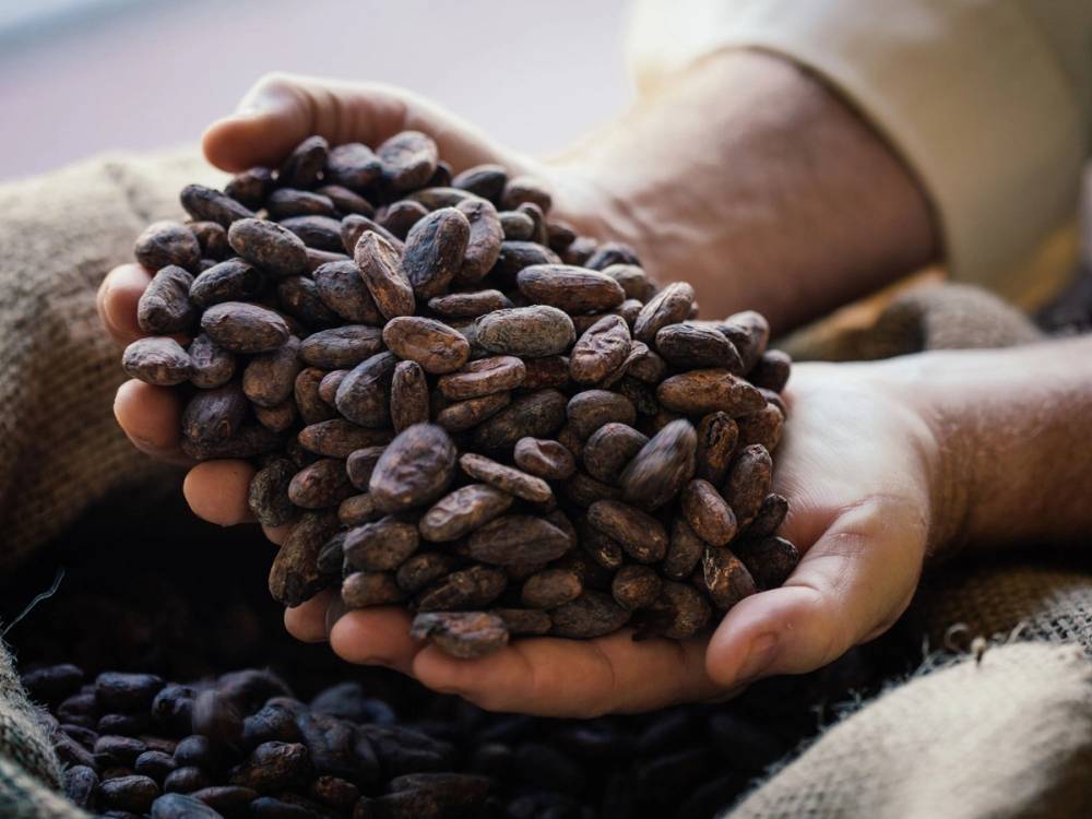 Person som holder en håndfull rå kakaobønner, med flere bønner i bakgrunnen.