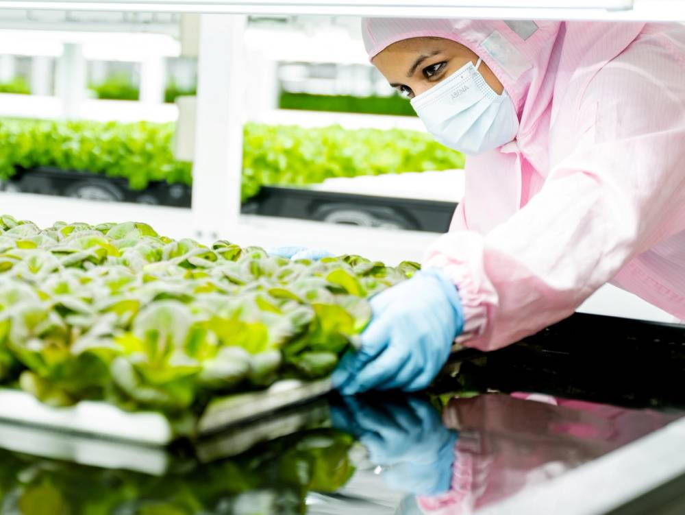 En person i beskyttelsesutstyr inspiserer grønne planter på en innendørs farm.