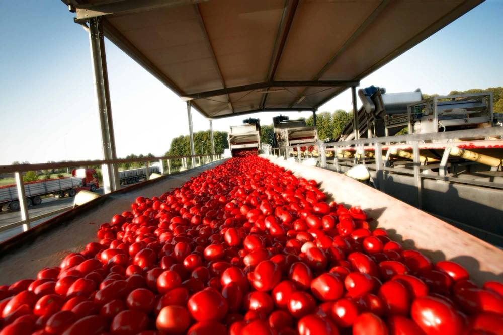 Røde tomater som blir transportert på en lastebil under et tak, med en bakgrunn av trær og bygninger.