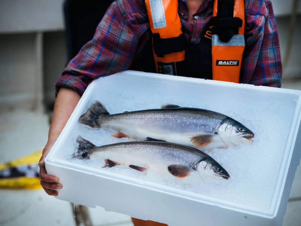 Person holder en hvit bøtte med to fisker på isen, iført oransje redningsvest og rutete skjorte.