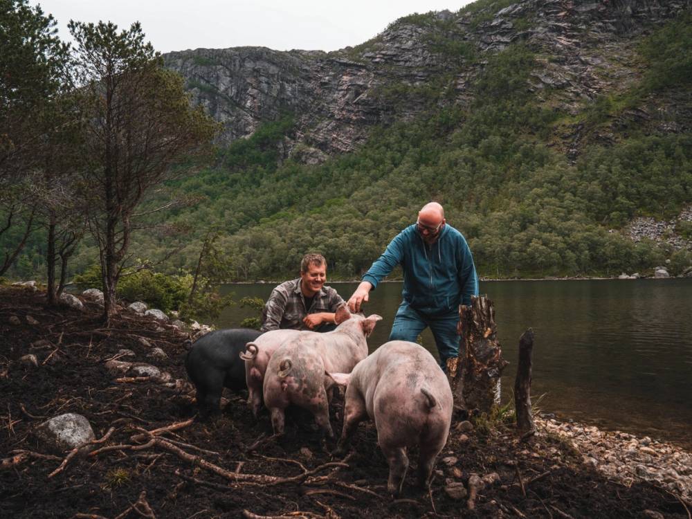 To menn som mater frilandsgris ved en innsjø med fjell i bakgrunnen på Bjuland Gård.