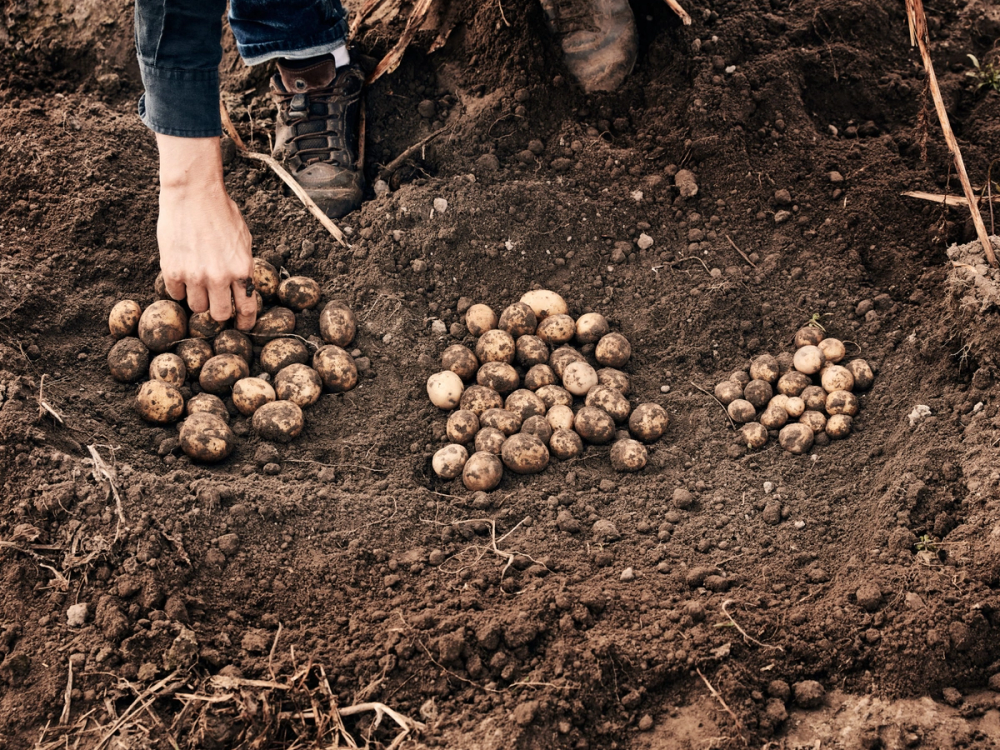 En person legger ut poteter i jord på en jordflekk, med flere potetknoller spredt ut i jorden.