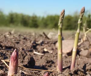 Asparges vokser i jorda med flere spisse aspargesstengler som stikker opp av bakken, sett fra tett hold.