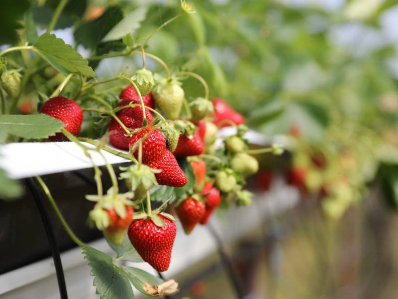Modne jordbær på en jordbærplante med modne og umodne bær, i et drivhus eller på en jordbæråker.