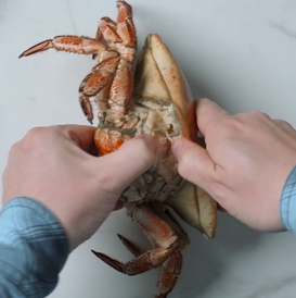 Hender holder en krabbe og et brød, som ser ut til å være i ferd med å bli delt.