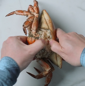 Hender holder en krabbe og et brød, som ser ut til å være i ferd med å bli delt.