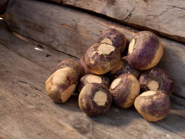 Kålrot som ligger på en trebenk, med en trevegg i bakgrunnen.