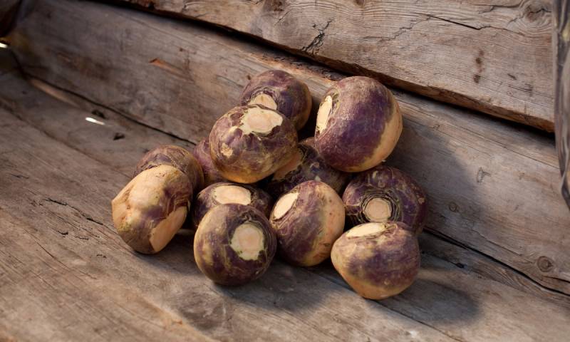 Kålrot som ligger på en trebenk, med en trevegg i bakgrunnen.