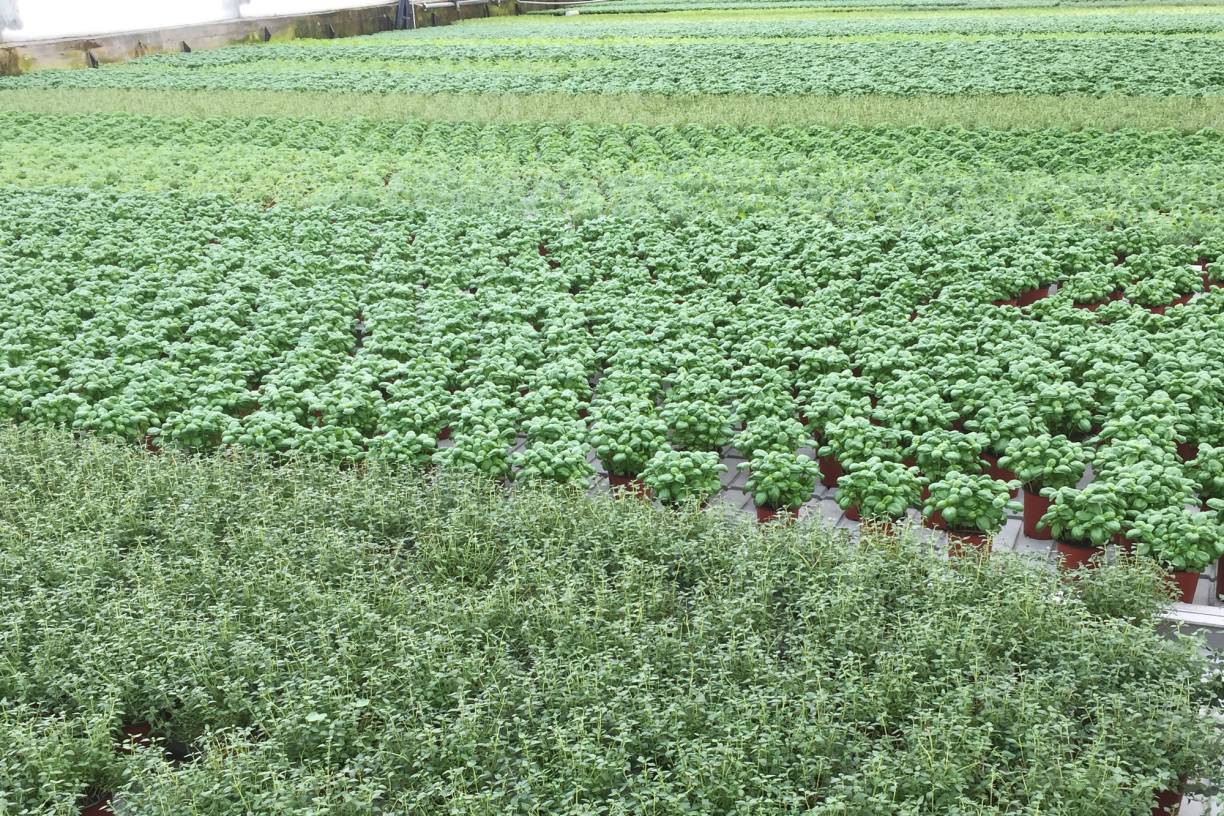 Ulike urter i et drivhus eller på et gartneri, med grønne planter i rader.