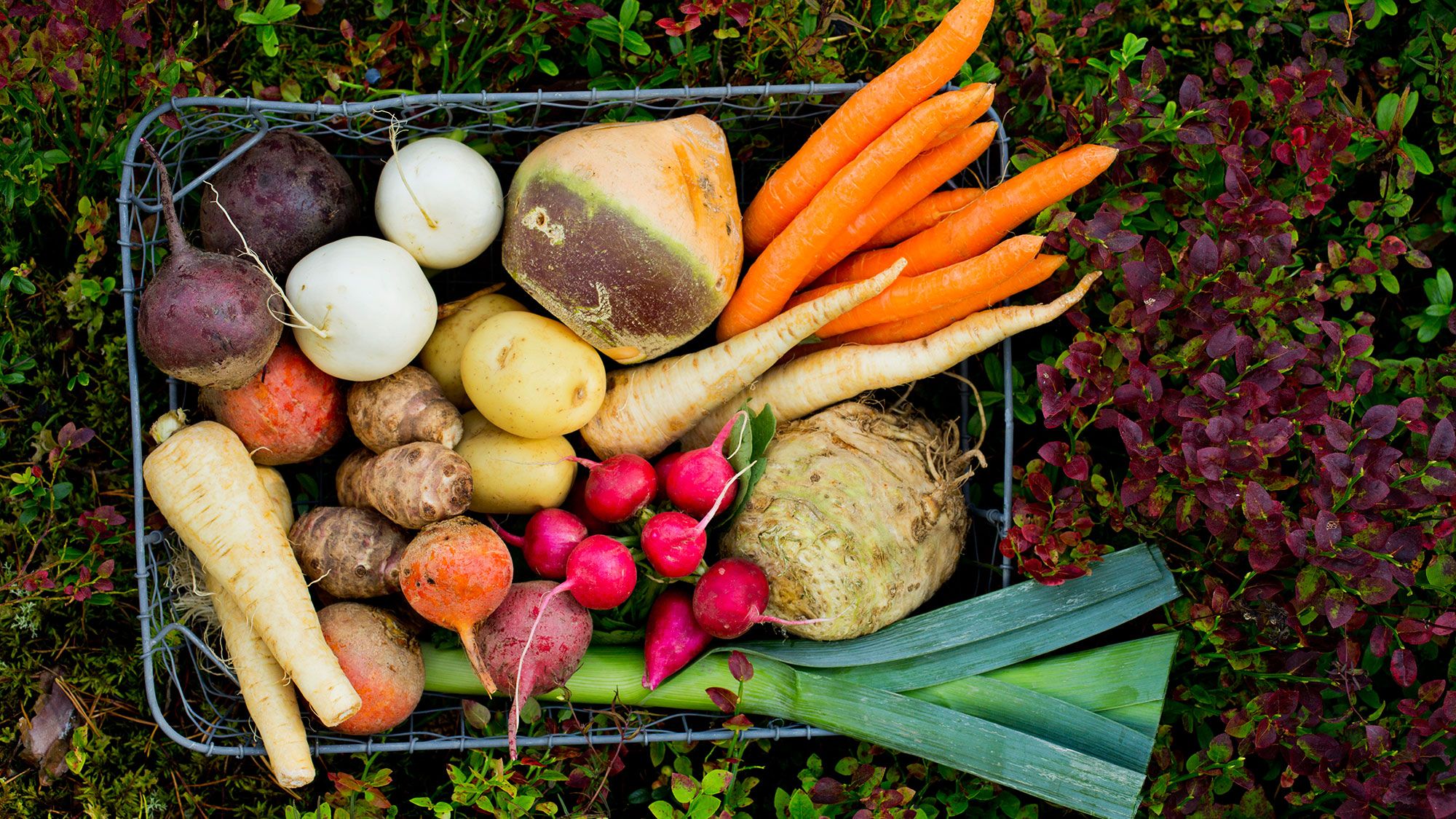 Et utvalg av ferske grønnsaker, inkludert gulrøtter, rødløk, hvitløk, og en kål, lagt i en kurv på jord med blomster i bakgrunnen.