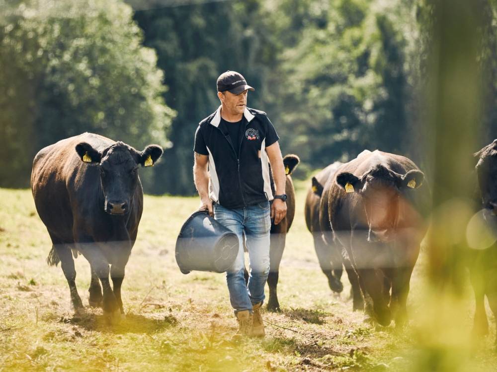 En person går mellom to kuer på en grønn eng med trær i bakgrunnen, og holder en bøtte i hånden.