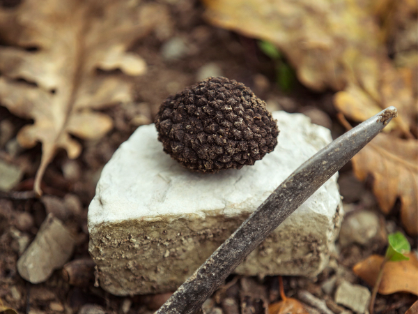 En trøffel ligger på en stein omgitt av tørre blader i skogbunn.