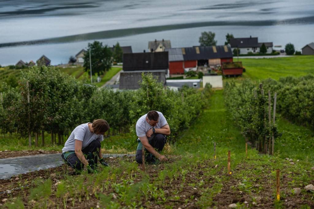 To personer plukker eller planter i en åker med grønne planter, med en liten by og vann i bakgrunnen.