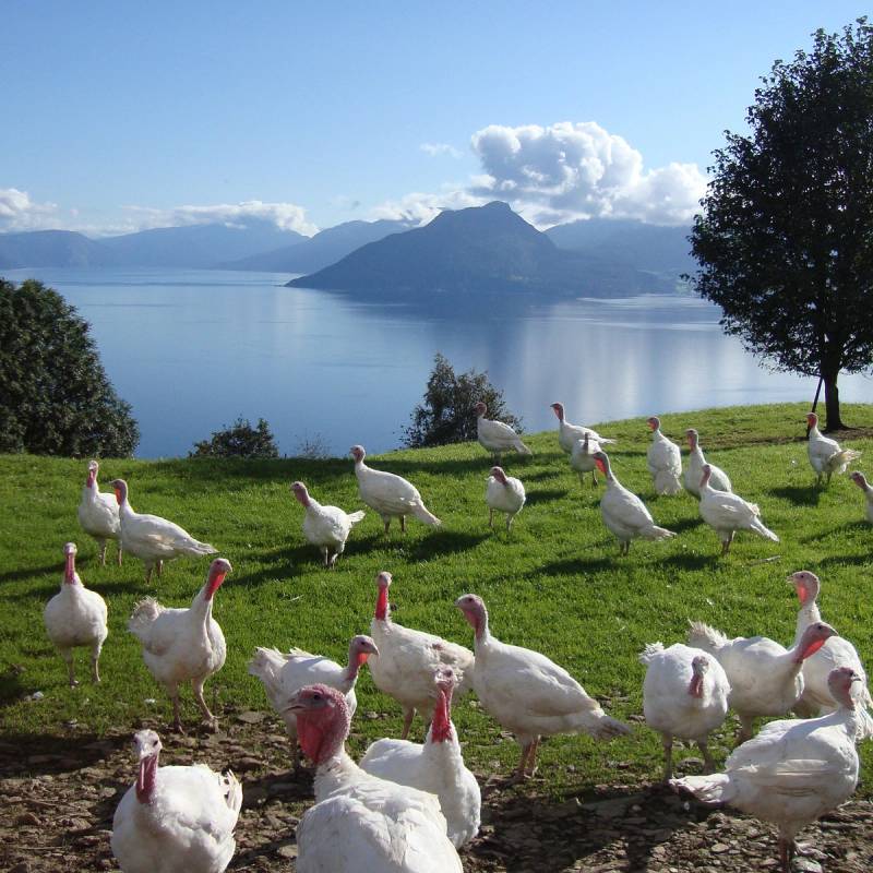 Svaner som går på en grønn eng med fjell og vann i bakgrunnen under en klar himmel.