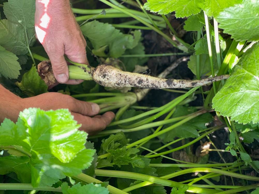 Pastinakk rett opp fra jorden