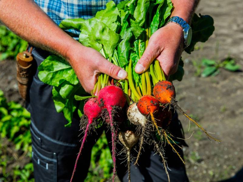 Person holder ferske rotgrønnsaker med blader og røtter i henderne, utendørs i jordet.
