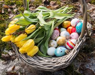 En kurv fylt med gule tulipler og påskeegg ligger på bakken, omgitt av jord og blader.