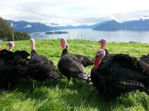 Fem kalkuner som går på en grønn eng med fjell og vann i bakgrunnen.