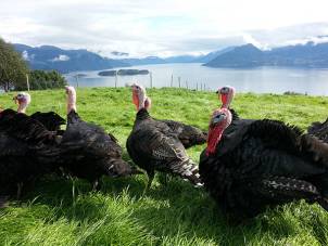 Fem kalkuner som går på en grønn eng med fjell og vann i bakgrunnen.
