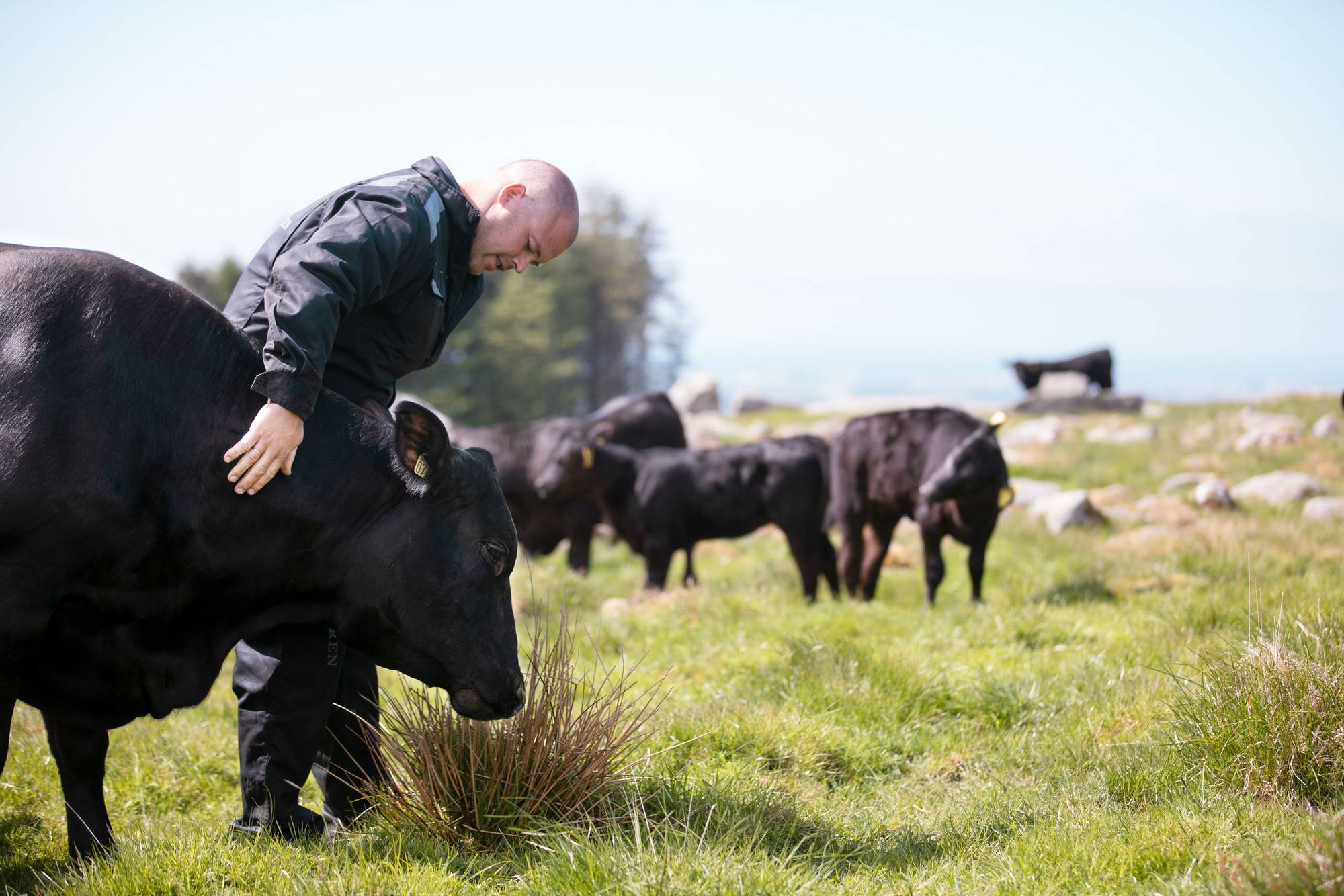 En mann med en svart ku på en grønn eng, omgitt av flere andre kuer, med en bygning i bakgrunnen.