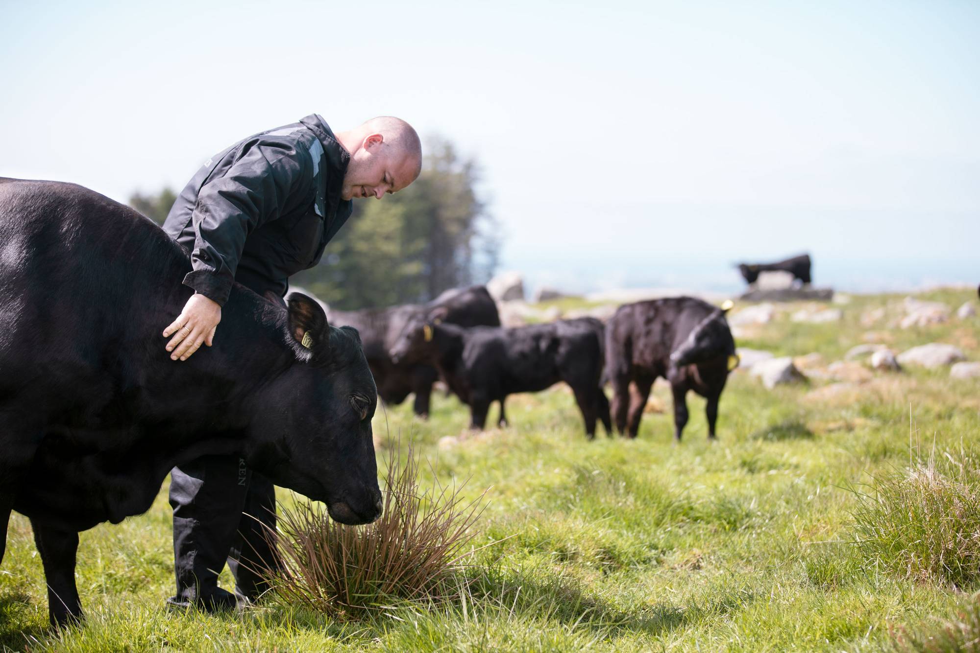En mann med en svart ku på en grønn eng, omgitt av flere andre kuer, med en bygning i bakgrunnen.