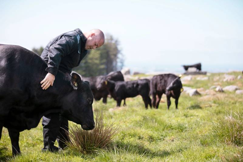 En mann med en svart ku på en grønn eng, omgitt av flere andre kuer, med en bygning i bakgrunnen.