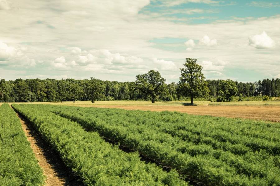 Landskap med grønne jordbruksfelt og trær i bakgrunnen under en overskyet himmel.