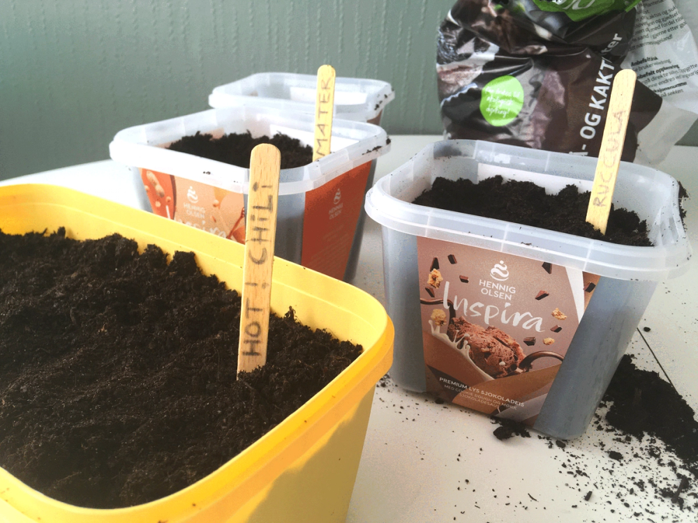 Plante i isboks med jord og små etiketter, plassert på et bord.