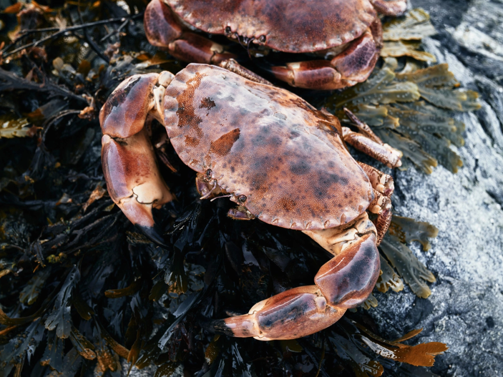En brun krabbe som ligger på en stein omgitt av sjøgress og vann, med en annen krabbe i bakgrunnen.