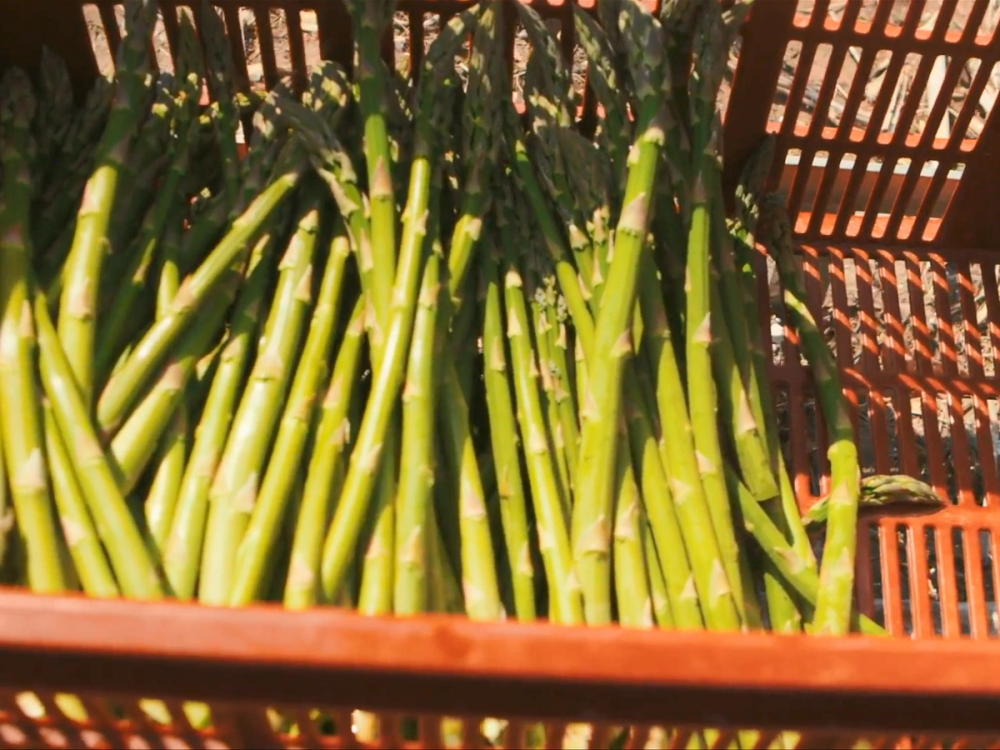 Hvasser-asparges i en kurv, klare til høsting, med en bakgrunn av et gjerde eller en struktur av tre.