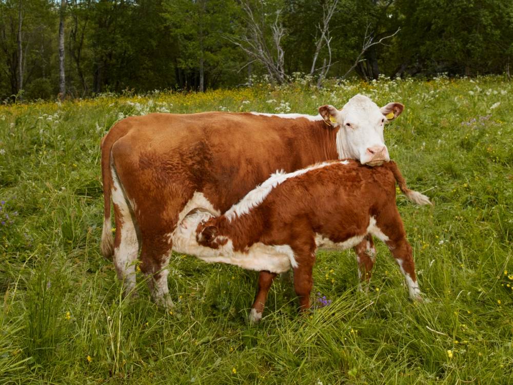 En ku og kalv som står sammen i en grønn eng med trær i bakgrunnen.