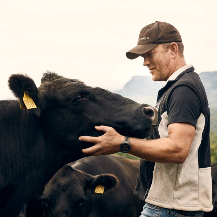 En person som klapper en stor svart ku på hodet i en utendørs setting, med en annen ku i nærheten.