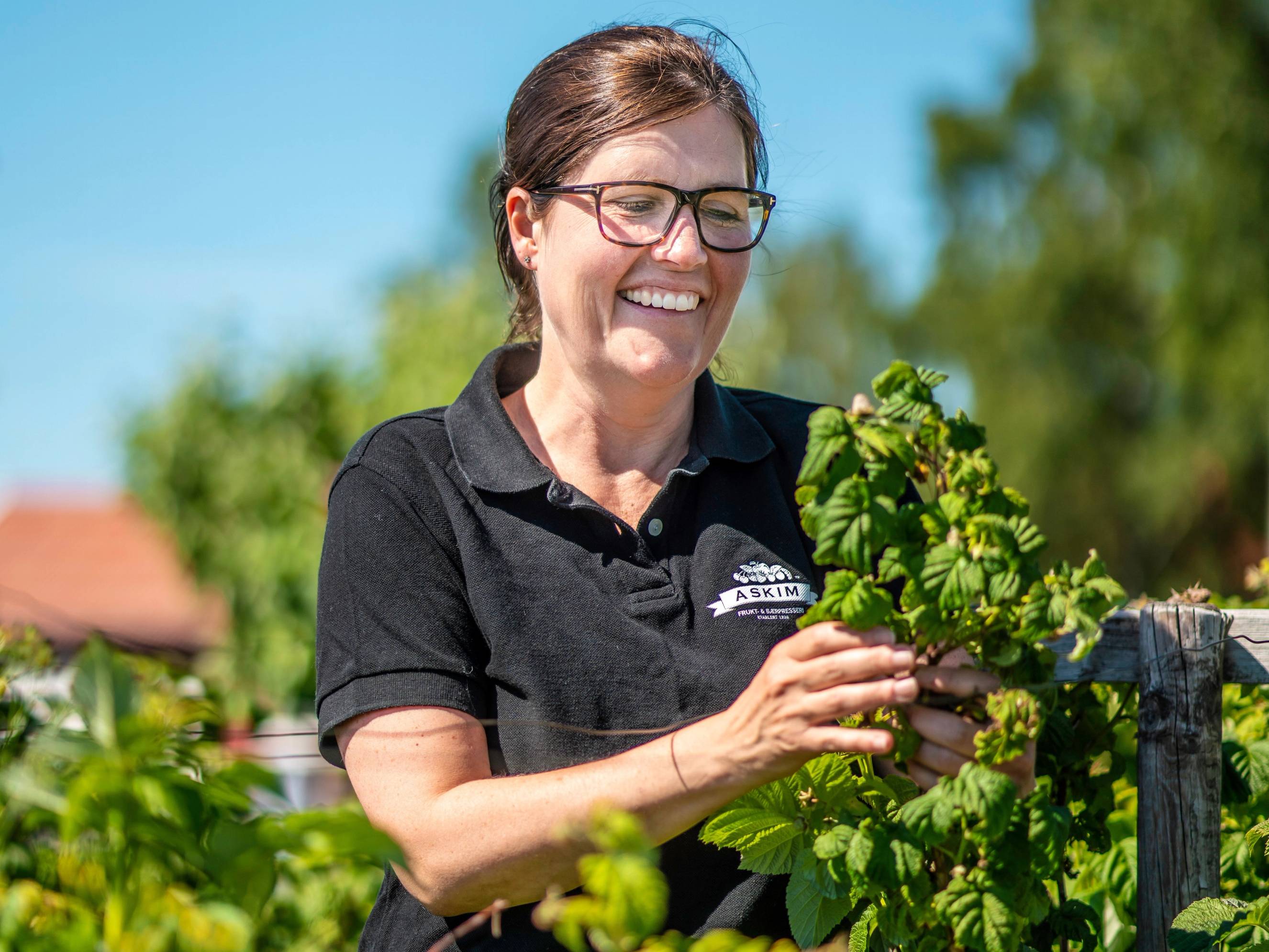En person plukker blader fra en busk i en hage på en solrik dag, med grønne trær og en bygning i bakgrunnen.