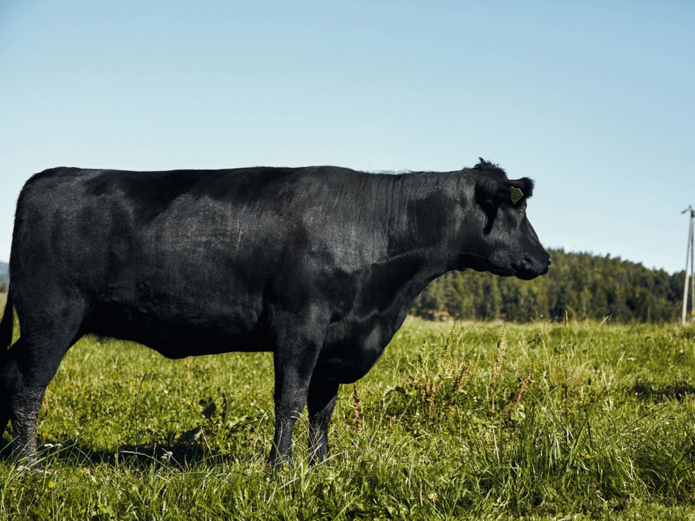 En svart Angus-okse står på en grønn eng under en klar blå himmel.