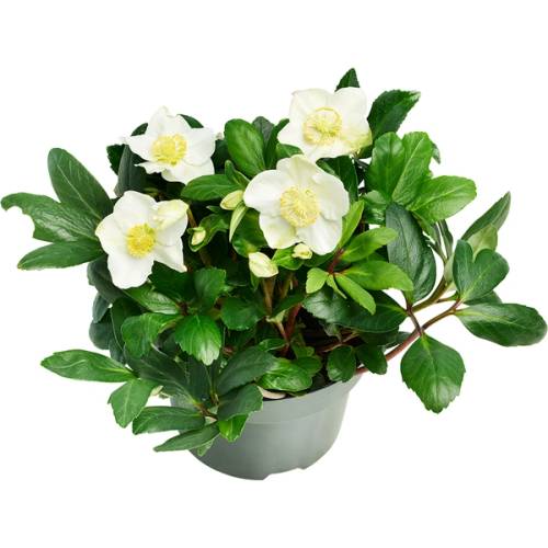 Julerose med hvite blomster og grønne blader i en potte