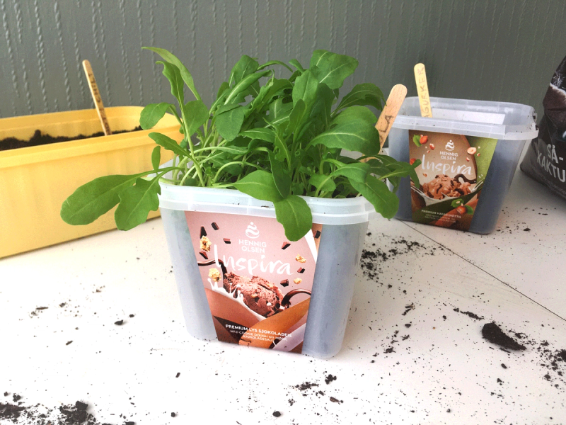 En plante i en isboks med grønt bladverk, plassert på et bord med andre lignende beholdere i bakgrunnen.