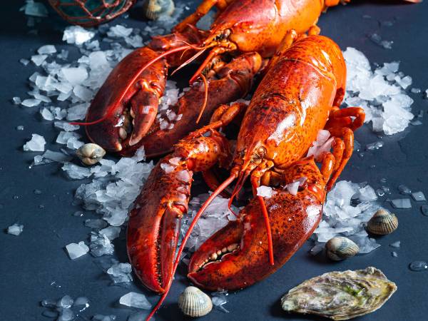 Hovedfokus på to kokte hummer på is med skjell rundt, på en mørk bakgrunn