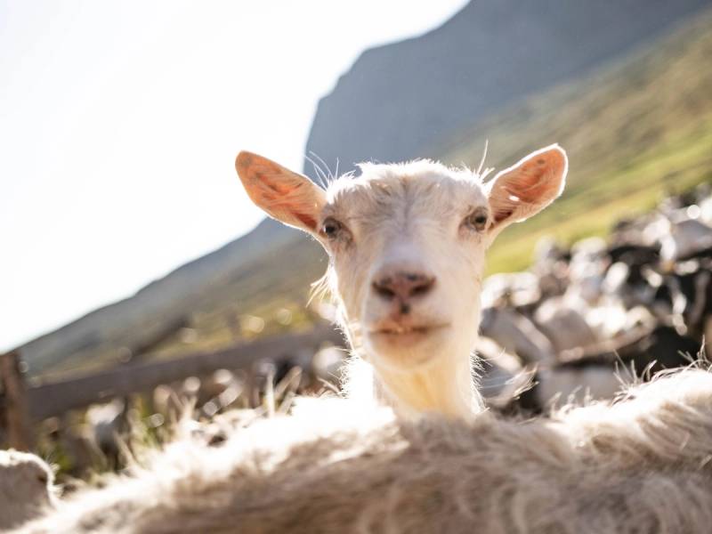 En geit står på en fjellandskap med grønne åser og steiner i bakgrunnen, tatt av Paul Lockhart i Ostebygda.