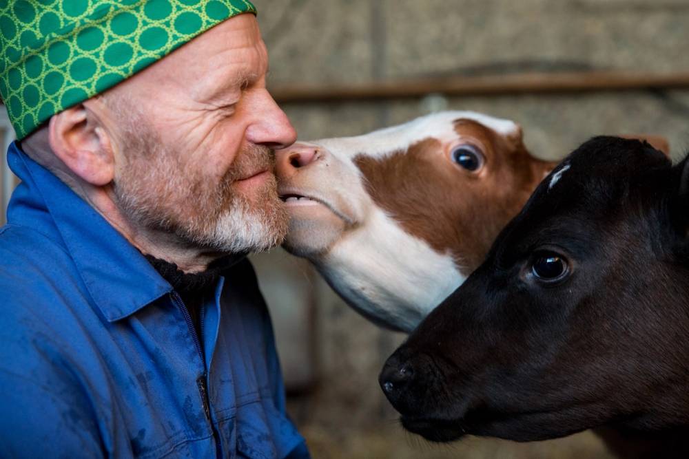 To kalver som kysser en person på kinnet i en ysteri på Stavanger, med en person i blå jakke og en person med grønt hette, uten å vise ansiktene til personene.
